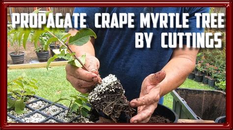 The Mythology and Folklore Surrounding Violet Crepe Myrtle